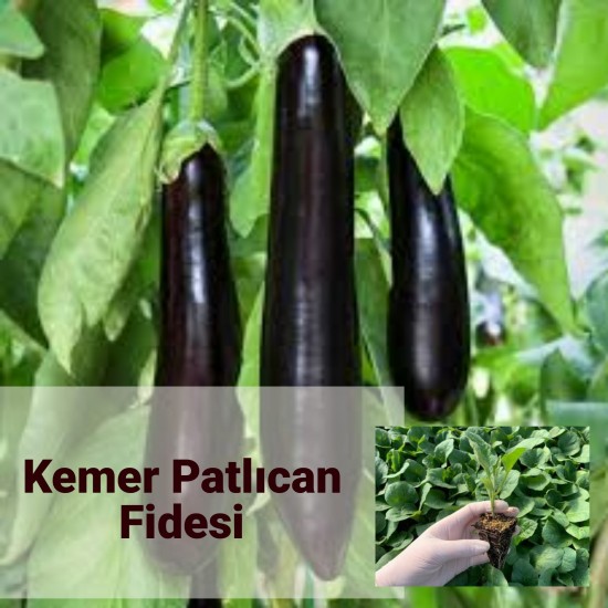 Fide Üretimi